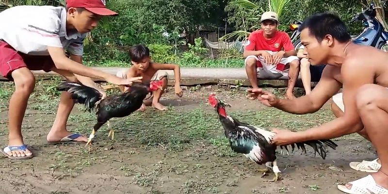 Đá Gà Tre Miền Tây - Đặc Điểm Nhận Biết Chiến Kê Nhỏ Có Võ 5 Đá Gà Tre Miền Tây