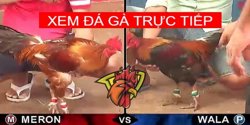 Sang Campuchia Đá Gà Có Nguy Hiểm Như Lời Đồn Hay Không? 4 Sang Campuchia đá gà